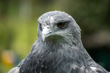 Geranoaetus melanoleucus, close-up of a three-quartered eagle with its gray plumage..