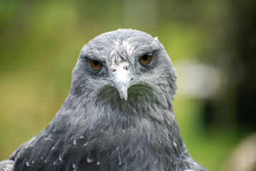 Geranoaetus melanoleucus, close-up of a moorland eagle looking at the camera