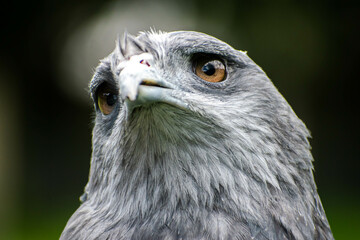 Geranoaetus melanoleucus, close-up of an eagle looking up with feather and eye detail..