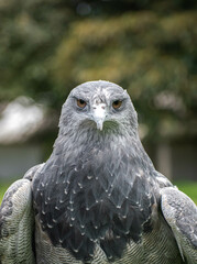 Geranoaetus melanoleucus, close-up of a moorland eagle looking at the camera in vertical format.