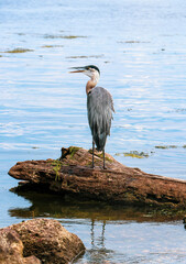 great blue heron