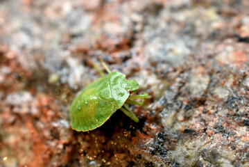 Green stink bug close-up on a stone.