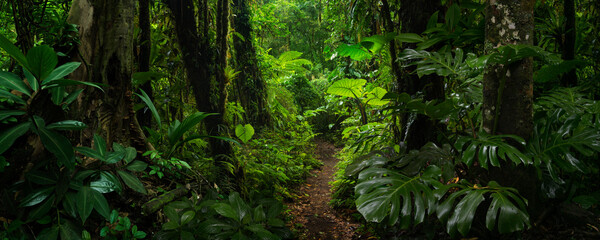 Central American tropical rain forest