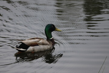 Duck
