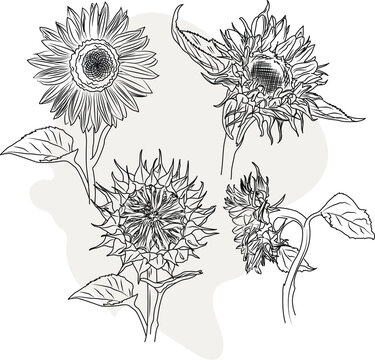 Sunflower flower. Floral botanical flower. Isolated illustration element.  hand drawing wildflower for background, texture, wrapper pattern, frame or border