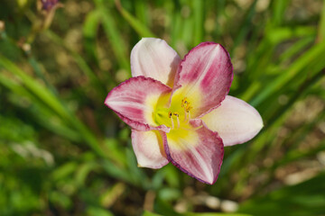 Obraz premium Pink Purple Yellow Lily growing in home garden