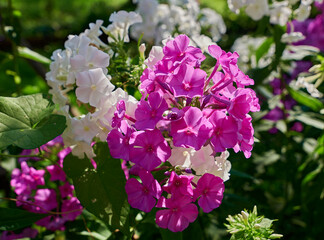 Fototapeta premium pink flowers in the garden