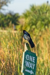 Boat-tailed grackle perched on one-way road sign in tall grasses of wetlands