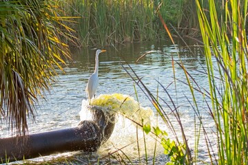 Great egret cools his feet in the gushing inflow from a water pipe in early morning sun