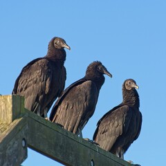 Three black vultures lined up on railing with blue sky in background