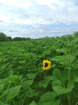 A single sunflower, which is the very first to bloom among the entire field. The money raised will go to help ZSU.