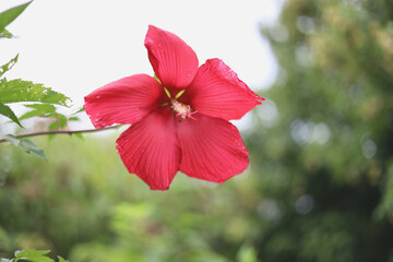 Romantic red flower petals on green and white background festive holiday summer hibiscus