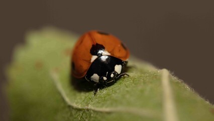 ladybird on a leaf