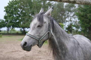 Obraz premium Grey horse near the green tree