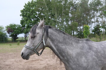Fototapeta premium Grey horse near the green tree