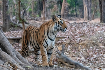 A wild tiger lying in the forest in India, Madhya Pradesh, close portrait 
