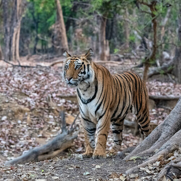 A wild tiger lying in the forest in India, Madhya Pradesh, close portrait 
