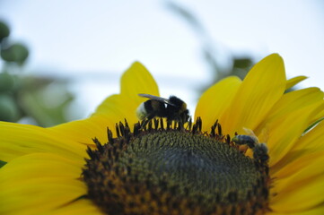 bee on sunflower
