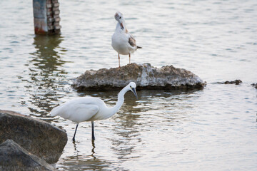 The small white heron or Little egret stands in the lake
