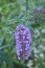 flowers in the garden