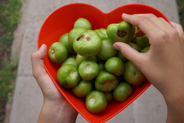 hands holding a tomatoes