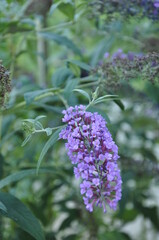 flowers in the garden