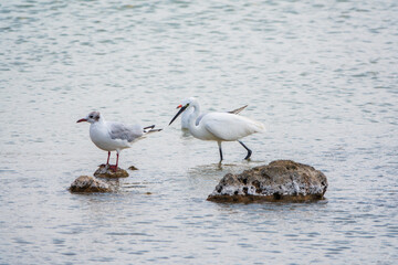 The small white heron or Little egret stands in the lake