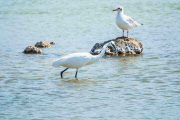 The small white heron or Little egret stands in the lake