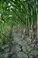 corn