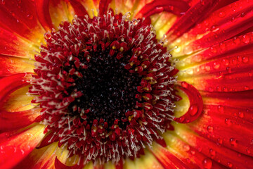 close up of red flower