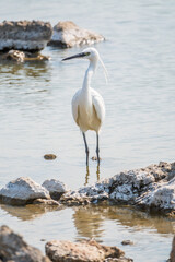 The small white heron or Little egret stands in the lake