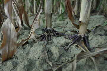 corn