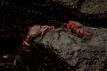 Crabs Grapsus adscensionis on a rocky cliff. La Caleta beach. Agaete. Gran Canaria. Canary Islands. Spain.