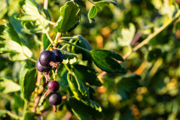 Ripening black gooseberries on a bush in the sunlight