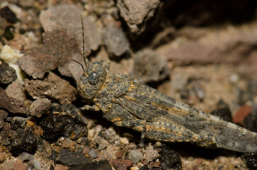 Gran Canaria sand grasshopper Sphingonotus guanchus. La Caleta beach. Agaete. Gran Canaria. Canary Islands. Spain.