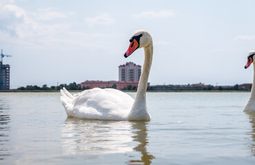 Obraz na płótnie Canvas Graceful white Swan swimming in the lake, swans in the wild. Portrait of a white swan swimming on a lake.