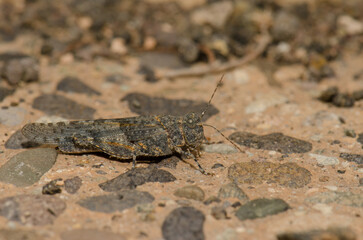 Gran Canaria sand grasshopper Sphingonotus guanchus. La Caleta beach. Agaete. Gran Canaria. Canary Islands. Spain.
