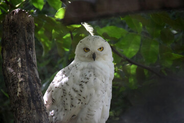 snow owl