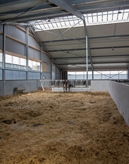 Fototapeta na wymiar interior cattle barn, modern farm, Netherlands. cows. Straw.