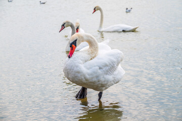 A large flock of graceful white swans swims in the lake., swans in the wild