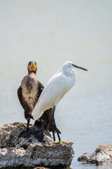 Small white heron, or Little egret, Egretta garzetta, and Great cormorant, Phalacrocorax carbo, sitting on a cliff and looking for fish in shallow water