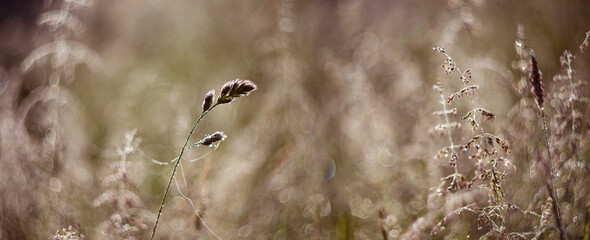 dewy grass on a morning meadow with beautiful light bokeh
