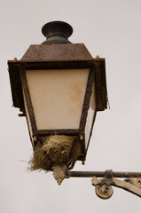 Nest of Spanish sparrow Passer hispaniolensis on a street light. Troya. Agaete. Gran Canaria....