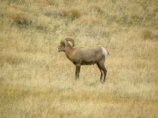Bighorn Sheep in Field