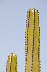 Trunks of Canary Island spurge Euphorbia canariensis. Agaete valley. Agaete. Gran Canaria. Canary Islands. Spain.