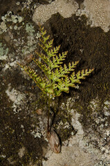 Hare's-foot fern Davallia canariensis. Firgas. Gran Canaria. Canary Islands. Spain.