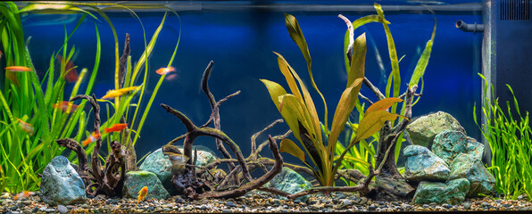 Obraz premium Freshwater aquarium with snags, green stones, tropical fish and water plants.
