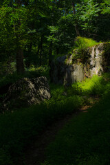 fantasy path in the forest