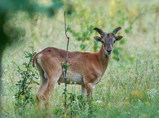 deer in the forest