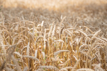 ripe ears of wheat on nature in summer sunset rays of sunshine, close-up macro.golden barley field.Wheat field. organic farm ready for harvest